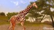 Cabela's African Safari /ENG/ [ISO]